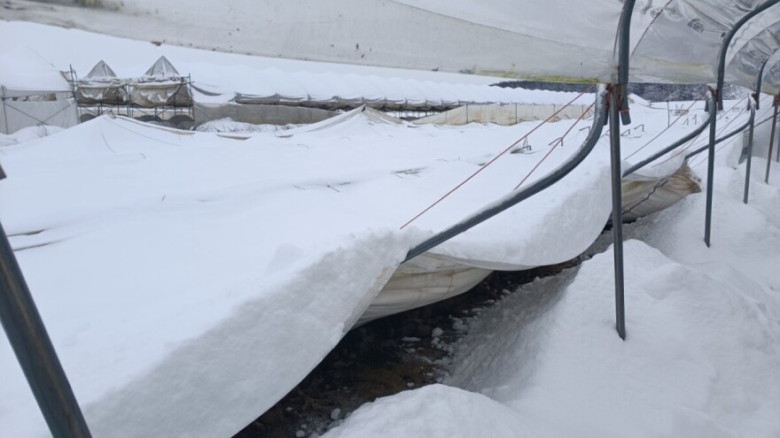 Snijeg oštetio plastenike OPG-a Andrašić Presečan: Urušilo se 1.500 četvornih metara