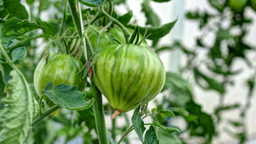 Korisno predavanje: Uzgoj presadnica i povrća u zaštićenom prostoru