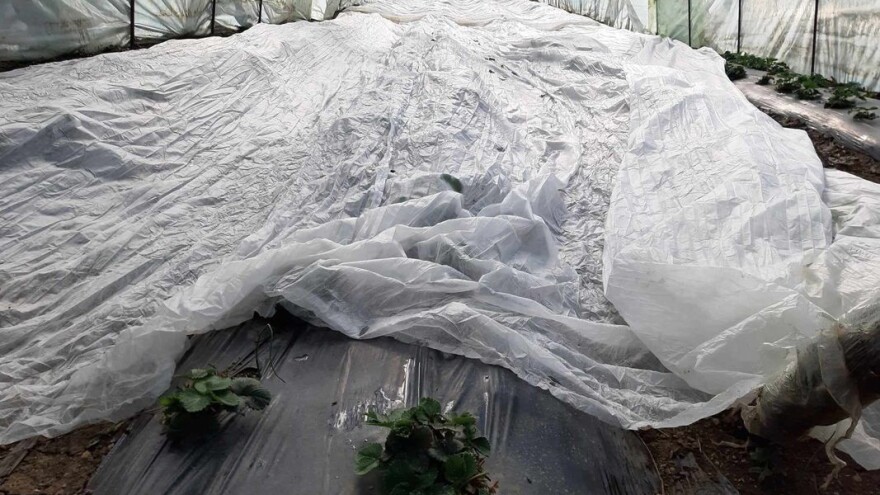 Vrste folija i za uzgoj kojeg povrća su dobre?