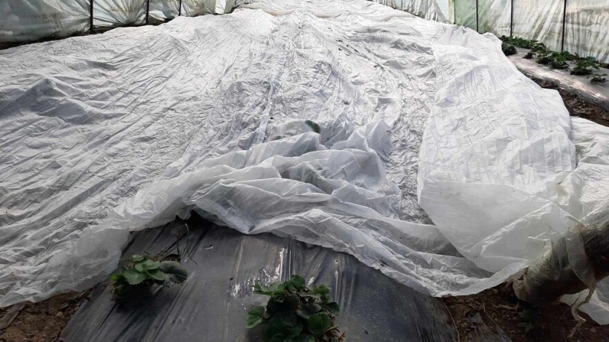 Vrste folija i za uzgoj kog povrća su dobre?