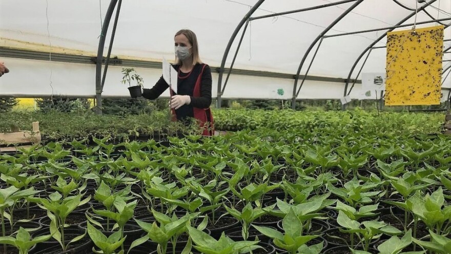 Pripremite se pravilno za zimsku proizvodnju povrća u zaštićenom prostoru