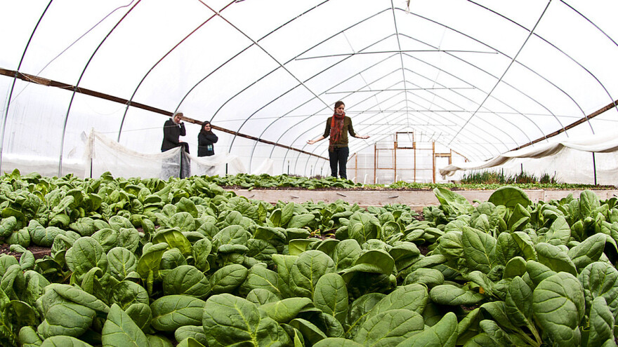Milislav Filipović: Cijele godine nema odmora ni za nas ni za plastenik