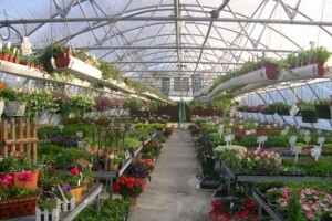 Za plastenike 1,5 milijuna kuna