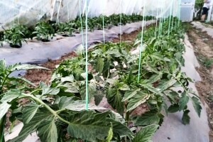 Između dva zalijevanja vezujte presadnice i provjetravajte plastenik
