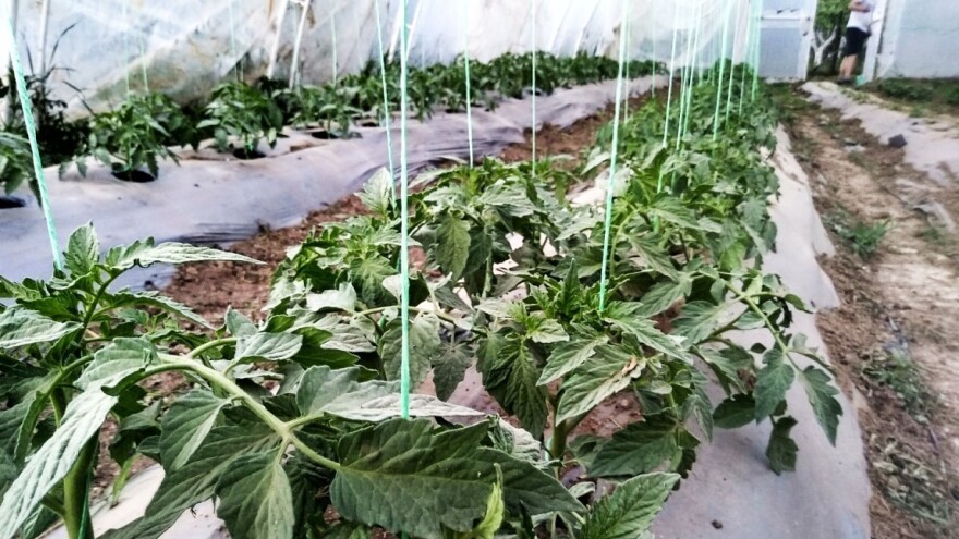 Između dva zalijevanja vezujte presadnice i provjetravajte plastenik