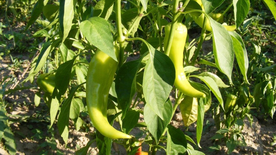 Opština Lopare će 20 plastenika i ove godine distribuirati svojim poljoprivrednicima