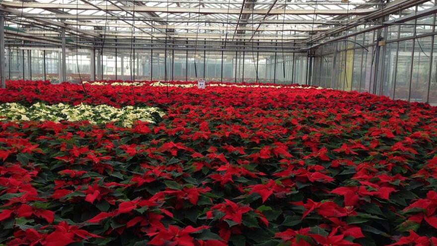 Cvećarstvo - posao od jutra do mraka