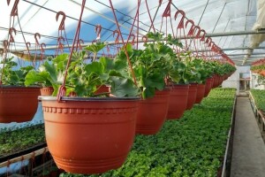 Njega cvijeća u plasteniku zimi i koliko je važna optimalna temperatura?