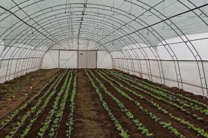 Za socijalno ugrožena domaćinstva, obezbjeđeni plastenici