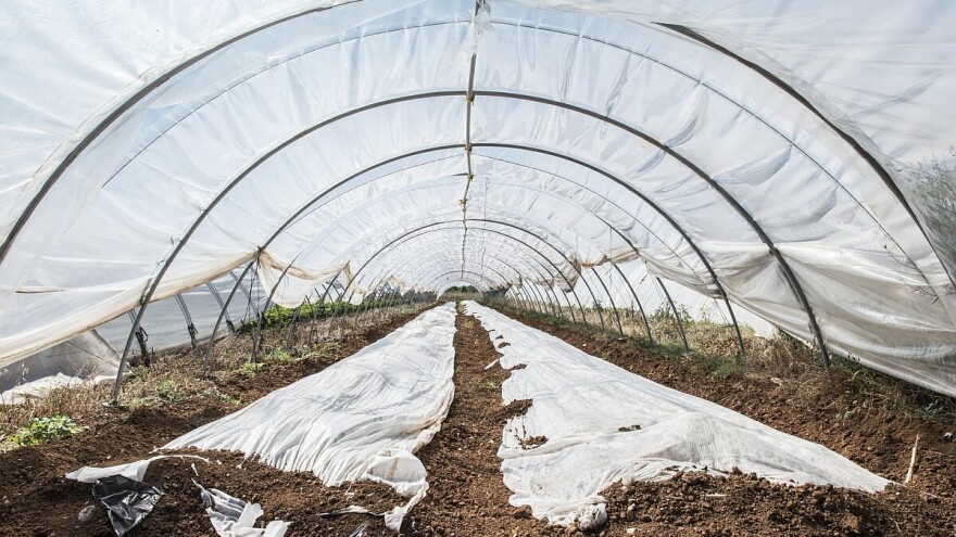 Priprema plastenika: Obavezno je malčiranje i kombinovana sadnja