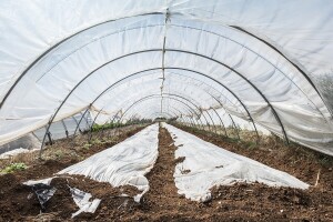 Priprema plastenika: Obavezno je malčiranje i kombinovana sadnja