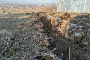 Zelenišno đubrivo dobro za nadoknadu organske materije u tlu