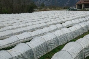 U posao sa jagodama ušao slučajno, danas ima 5.000 sadnica i nastavlja se širiti