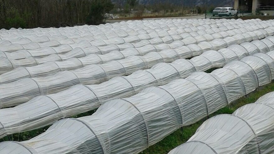 U posao sa jagodama ušao slučajno, danas ima 5.000 sadnica i nastavlja se širiti