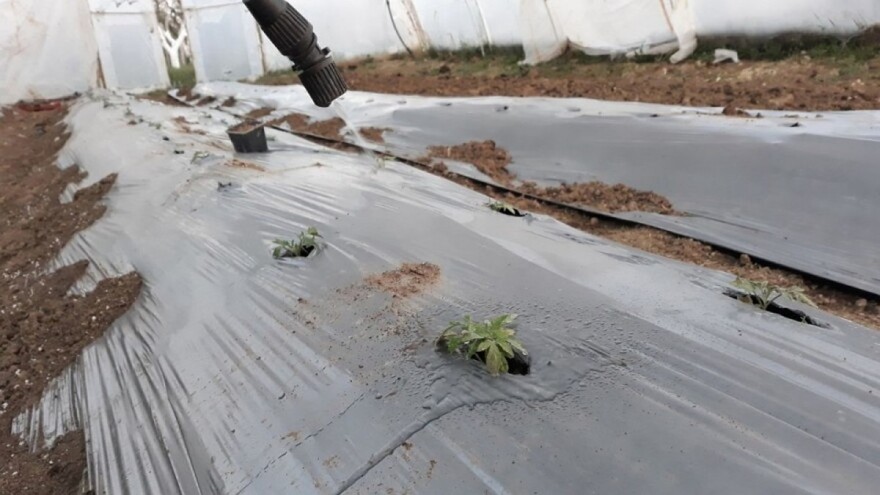 Priprema bordovske čorbe za zaštitu povrća od plamenjače