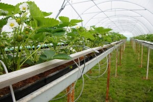 Suvremeni plastenik za 1,6 milijuna kuna