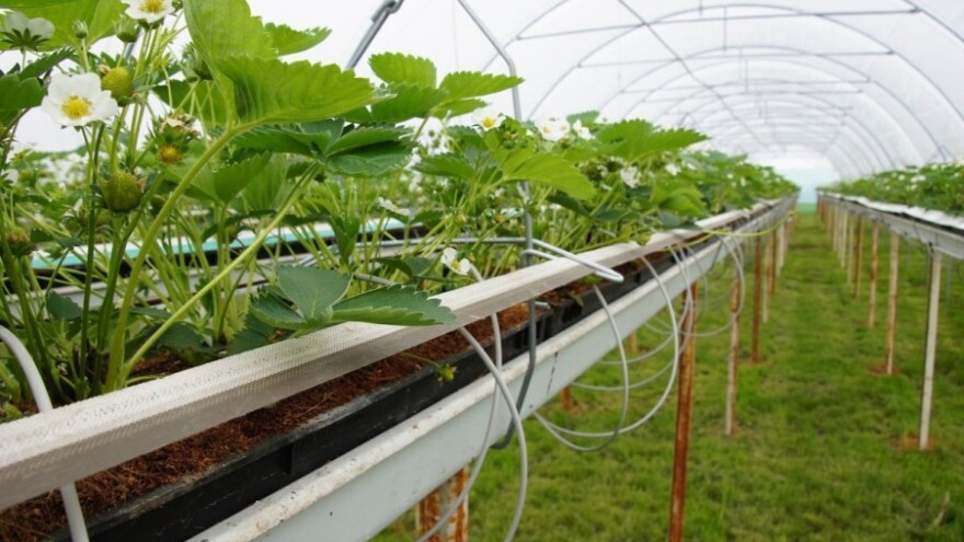 Suvremeni plastenik za 1,6 milijuna kuna