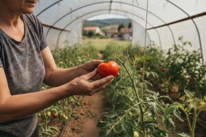 Plastenik je bio skup, ali pomaže prinosima!