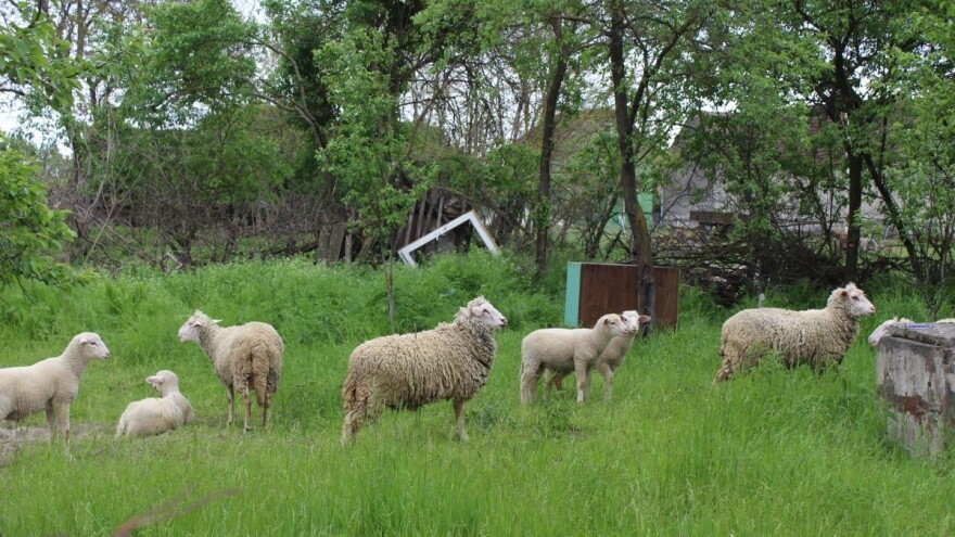 Telad u Šumadiji 700 din/kg, u Čačku pojeftinila prasad, poskupela jagnjad