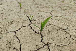Klimatske promjene mogle bi smanjiti prinose u hrvatskoj poljoprivredi i do osam posto?