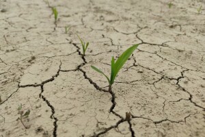 Klimatske promjene mogle bi smanjiti prinose u hrvatskoj poljoprivredi i do osam posto?