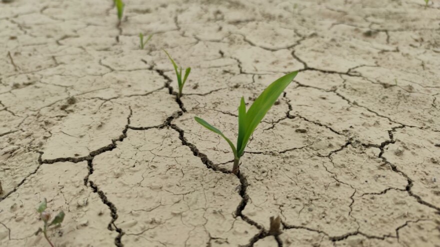 Klimatske promjene mogle bi smanjiti prinose u hrvatskoj poljoprivredi i do osam posto?