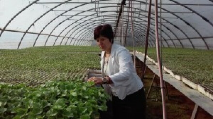 Povećajte korijen i smanjite toplotni šok biljke!