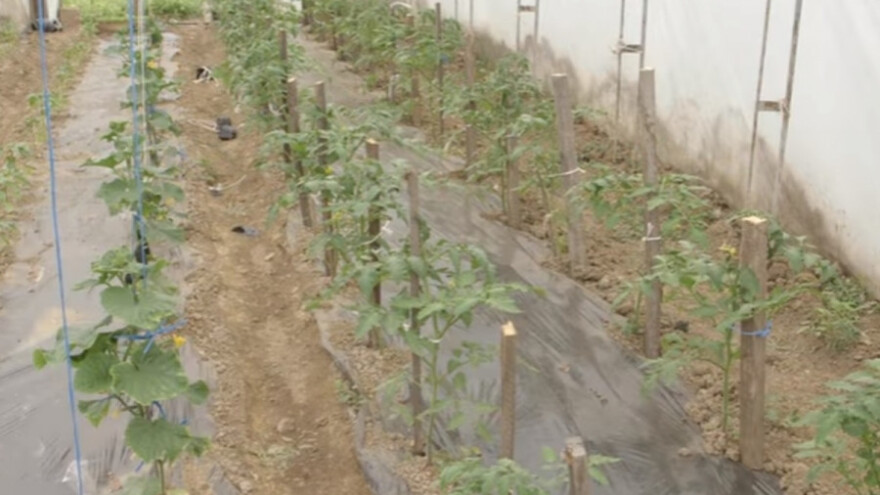 Organska proizvodnja povrća