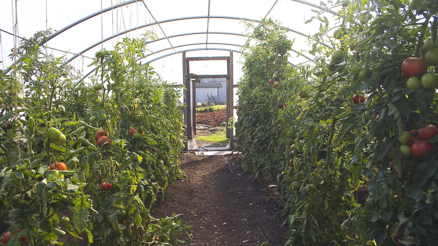 Plastenička i proizvodnja povrća na otvorenom polju - besplatne edukacije i predavanja