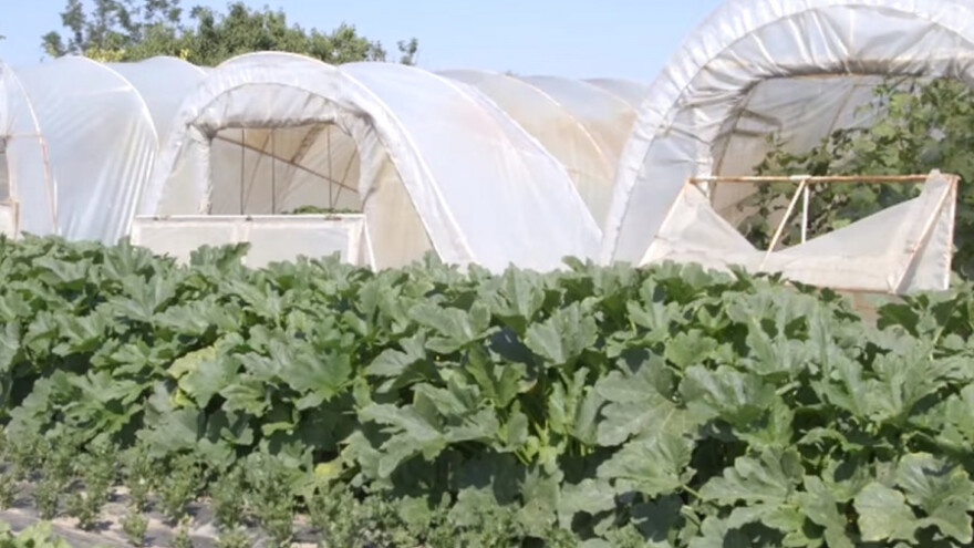 Organska proizvodnja u plastenicima