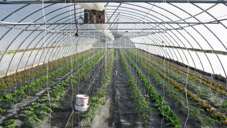 Od APV 80 miliona za gajenje u plastenicima