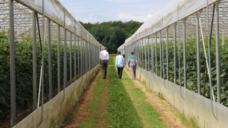 Isplativo povrće u plastenicima Evrope