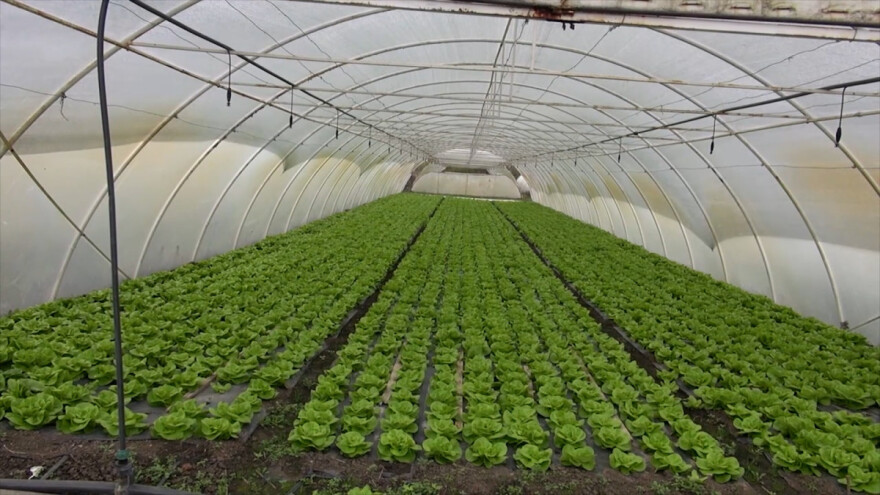 Zašto je plastenička proizvodnja isplativa?