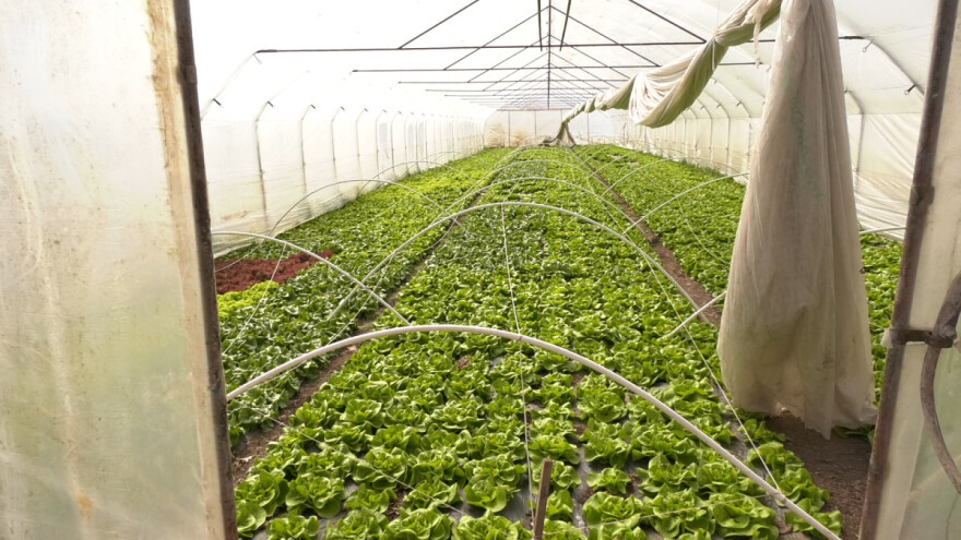 Opština Ruma otkupljuje povrće i plasira sindikatima ili deli kao humanitarnu pomoć