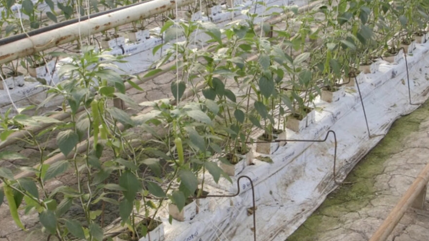 Hidroponija za veći prinos