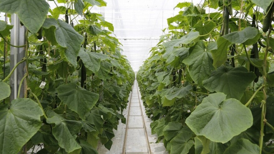 Parom zagrijani plastenici daju urod cijele godine