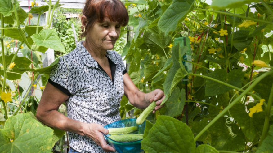 Saveti za podizanje plastenika i staklenika