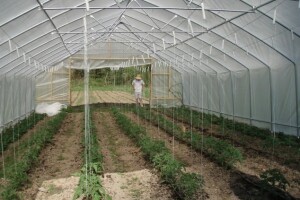 Uzgoj povrća u plastenicima profitabilniji