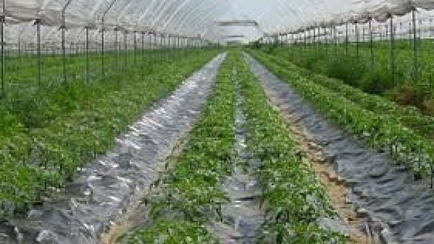 Kako je ESOF prodao povrće 15 godina unaprijed?