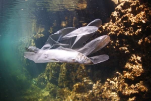 Potpisan Plavi manifest: Cilj - čišći oceani i mora do 2030.