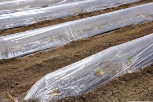 Plastični tuneli za ranu proizvodnju – šta sve treba znati?