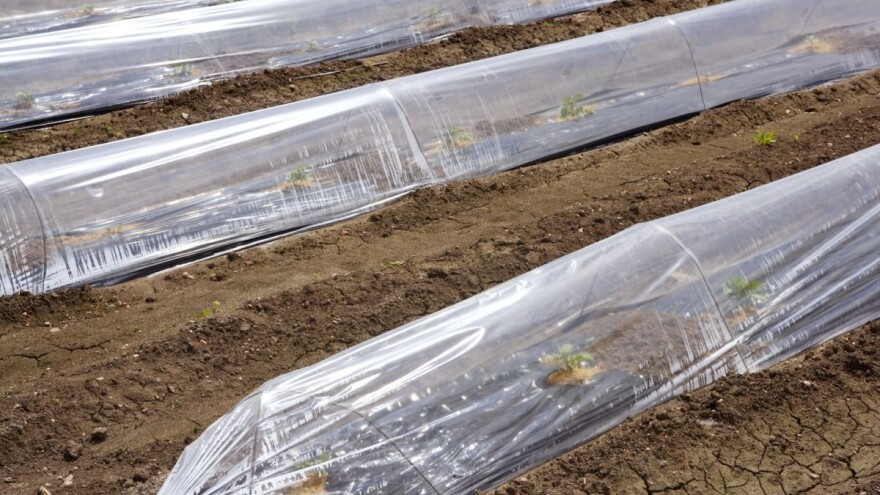 Plastični tuneli za ranu proizvodnju – šta sve treba znati?