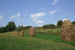 Kako najbolje sačuvati sijeno za zimu?