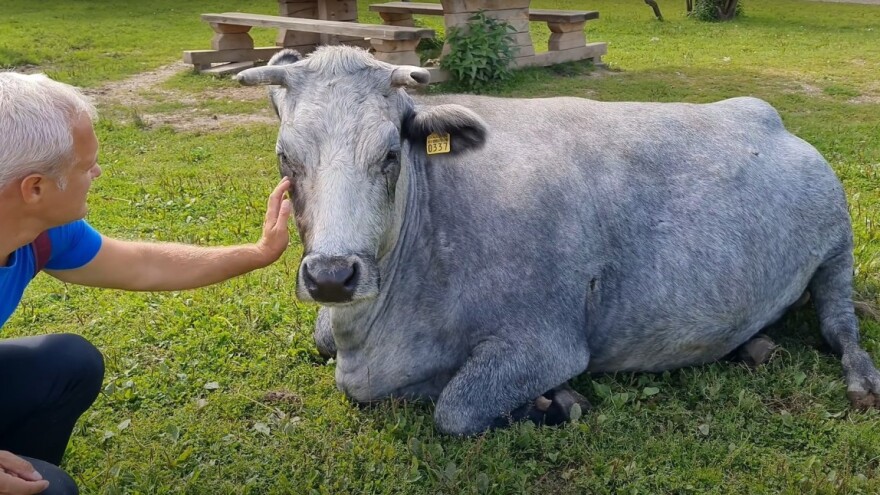 Plava krava ima jak majčinski instinkt: Kako su je spasili od izumiranja?