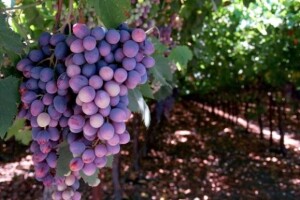 Vino i hrana atrakcija na Pelješkim vinskim putima