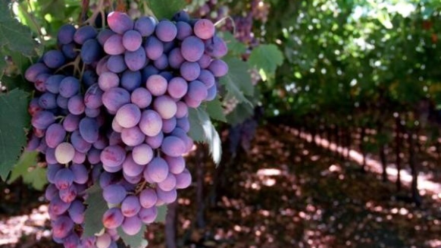 Vino i hrana atrakcija na Pelješkim vinskim putima
