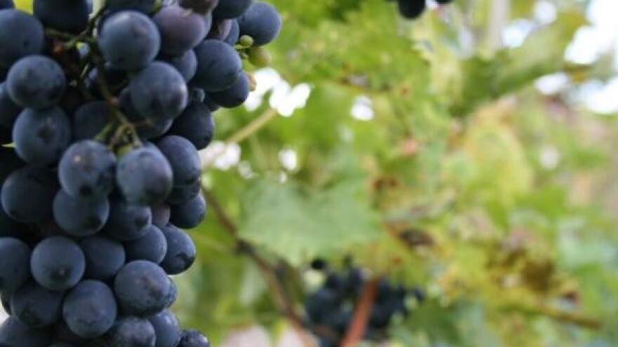 Festival plavca malog