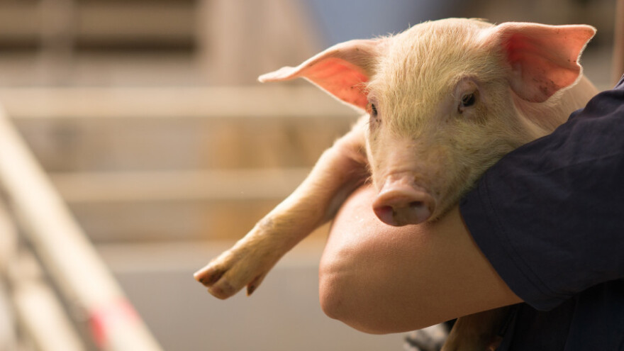 Četiri nova sektora u kvoti - plavi dizel i stočarima i pčelarima!