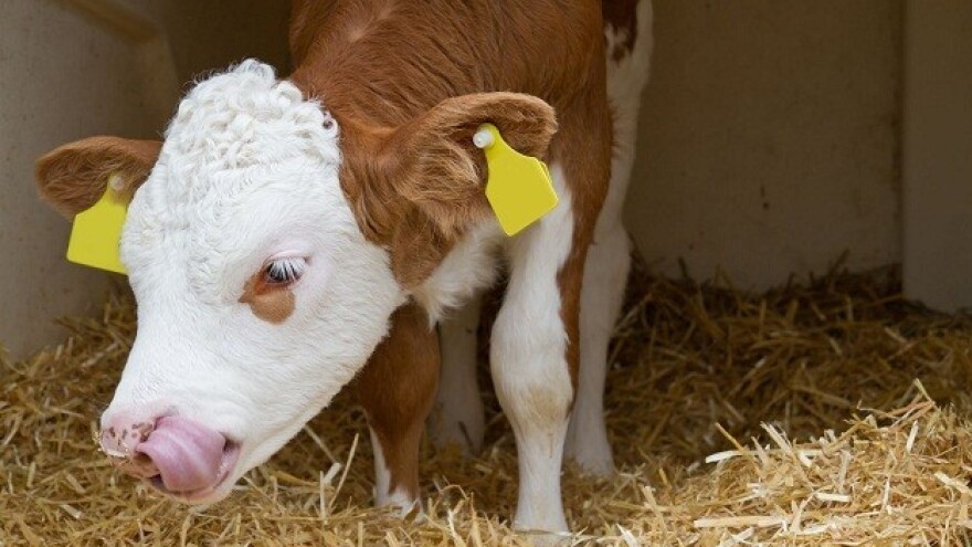 U Sloveniji sumnja na bolest plavog jezika