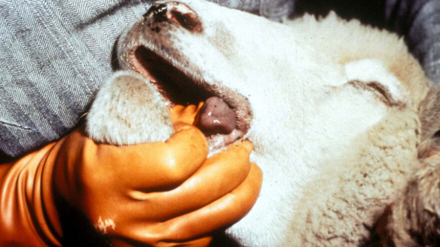 Plavi jezik i u Srbiji